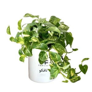 گیاه طبیعی پتوس تافکو مدل ابلق کد 2037