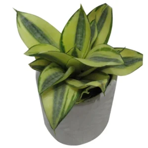 گیاه طبیعی سانسوریا کد AB - M02