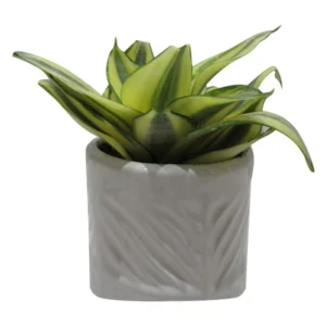 گیاهان آپارتمانی