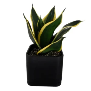 گیاه طبیعی سانسوریا بلک گلد کد 17